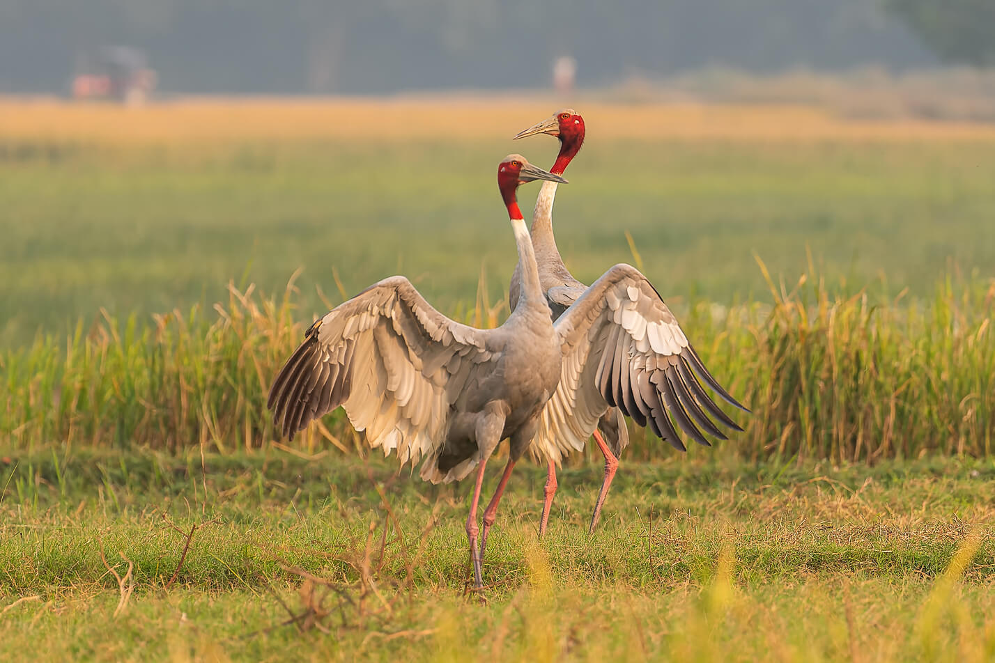 Bharatpur & Chambal Bird Photography trips. Birding