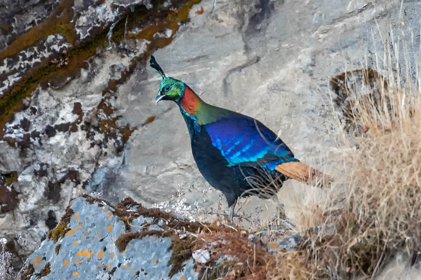 Sattal & Chopta Bird Photography Trip. Himalayan Bird Photography