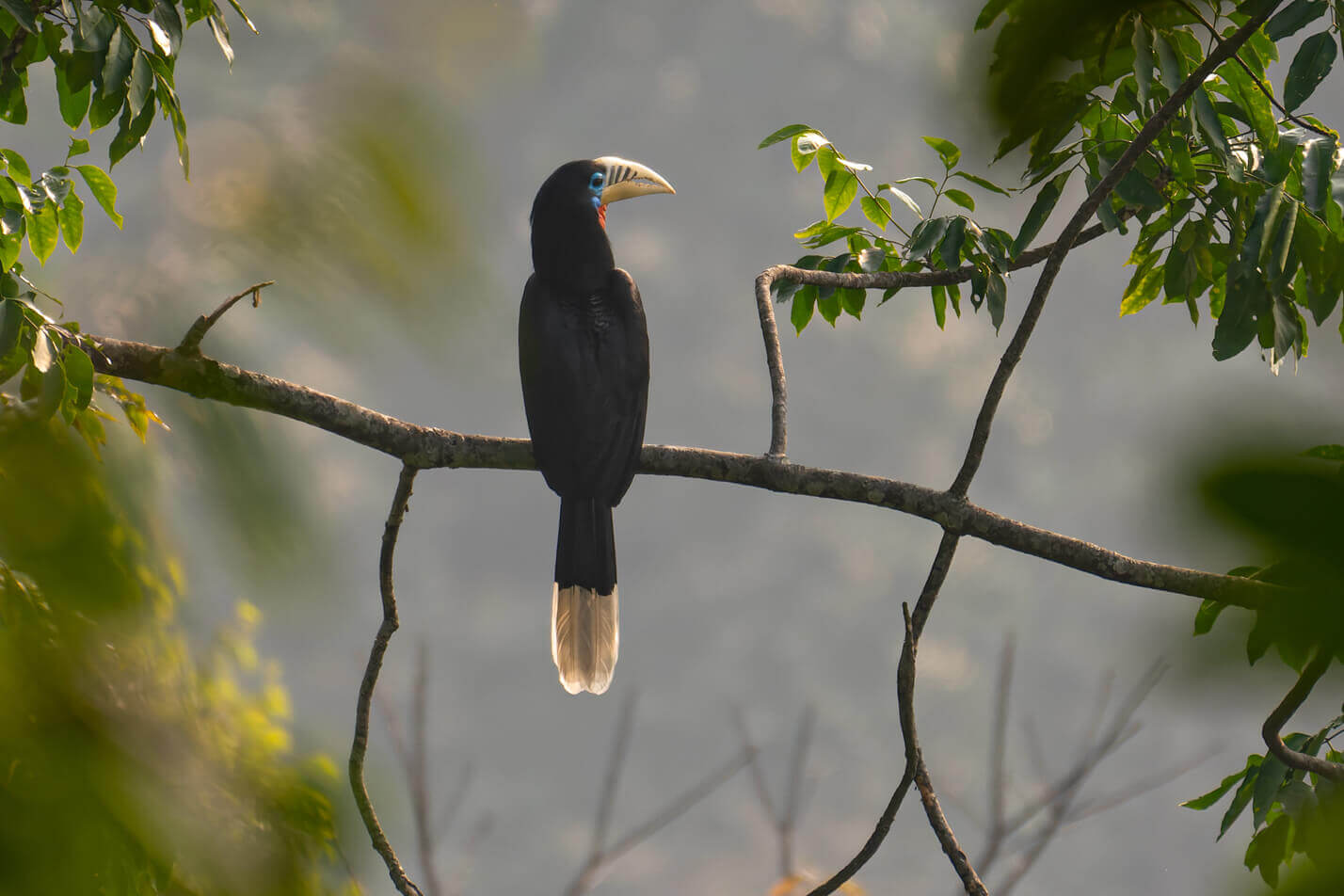 Mahananda, Latpanchar, Lava & Neora Bird Photography trip. Himalayan Bird Photography