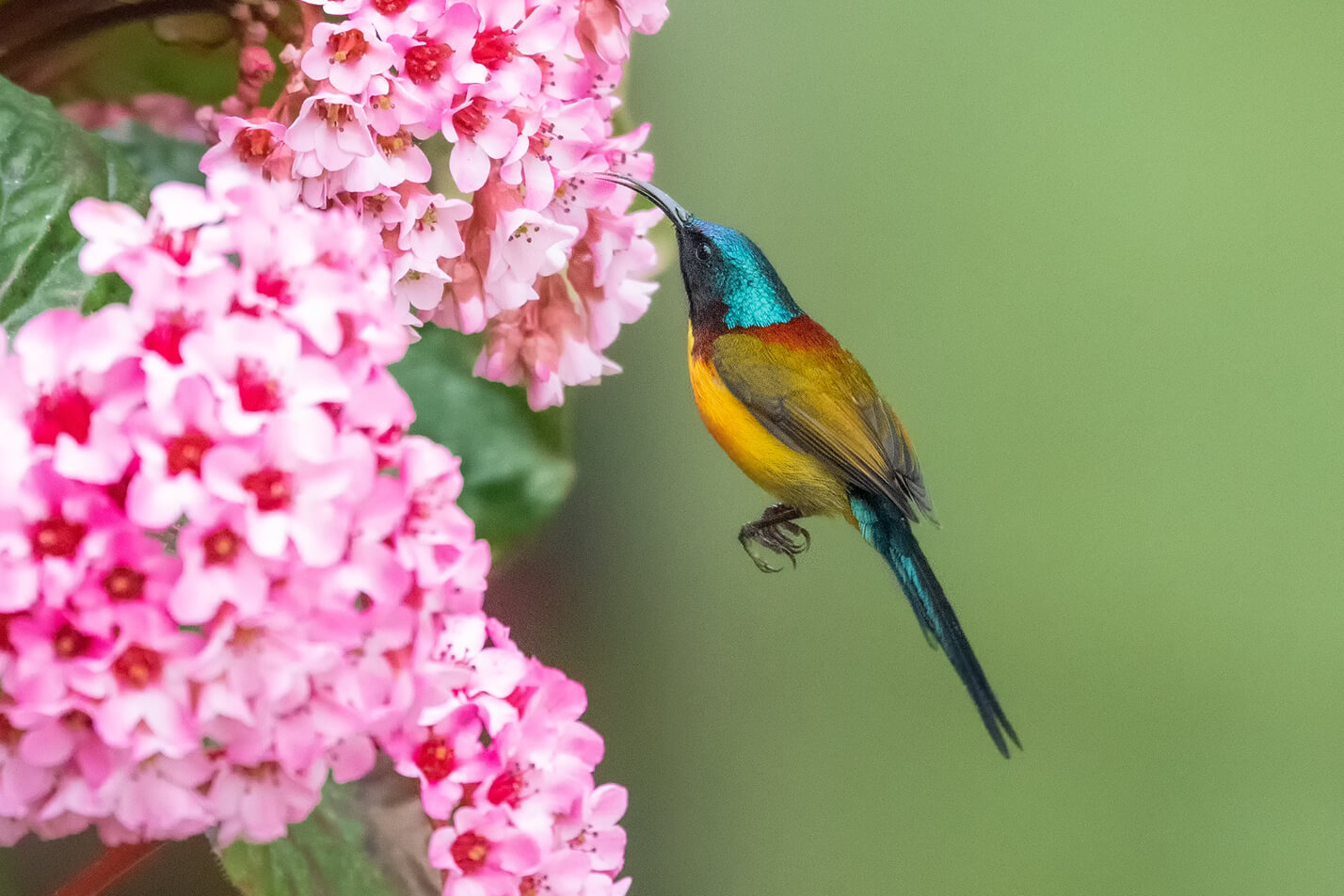 Mahananda, Latpanchar, Lava & Neora Bird Photography trip. Himalayan Bird Photography