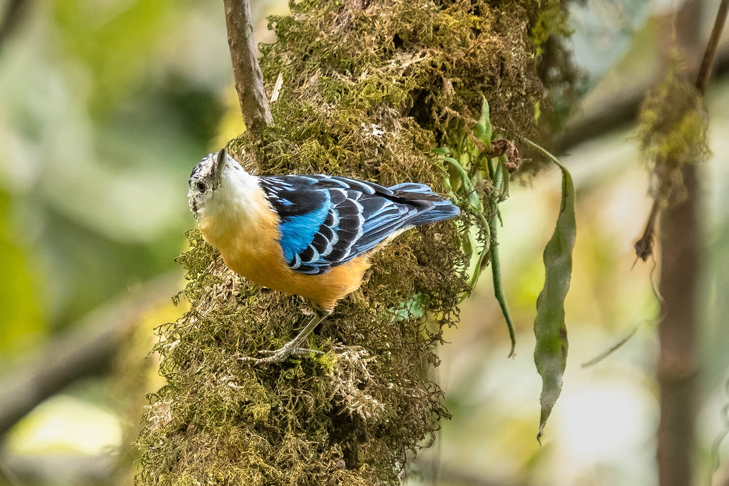 Mishmi Hills, Arunachal Pradesh Bird Photography trip. Himalayan Bird Photography