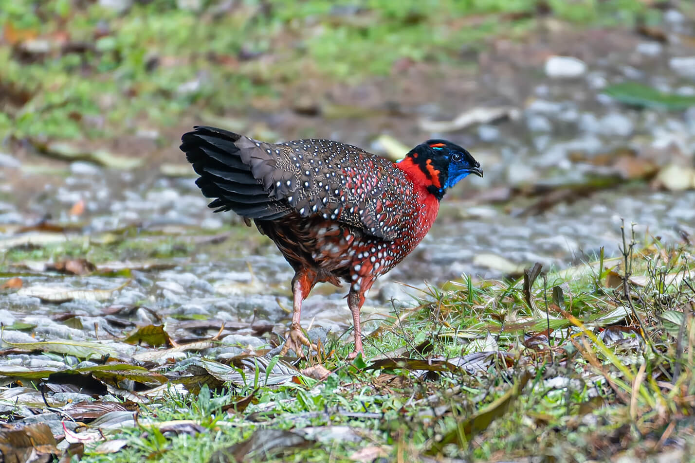 Lava & Neora Bird Photography trip. Himalayan Bird Photography