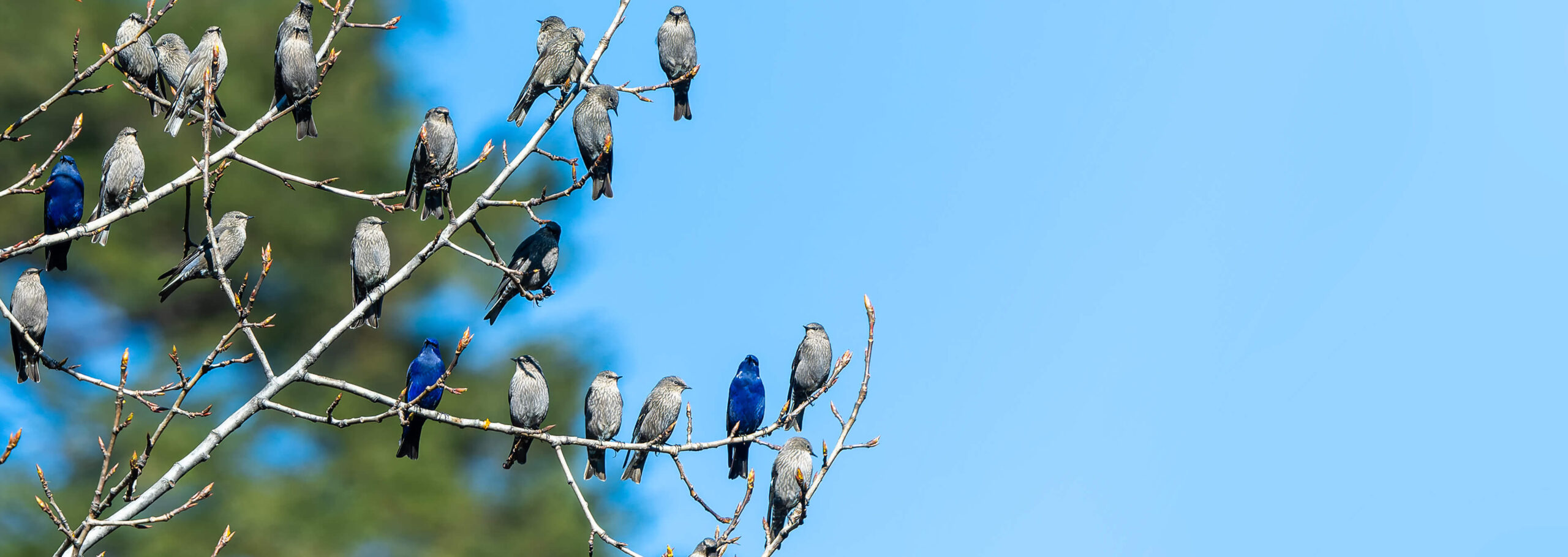North Sikkim Bird Photography Trip