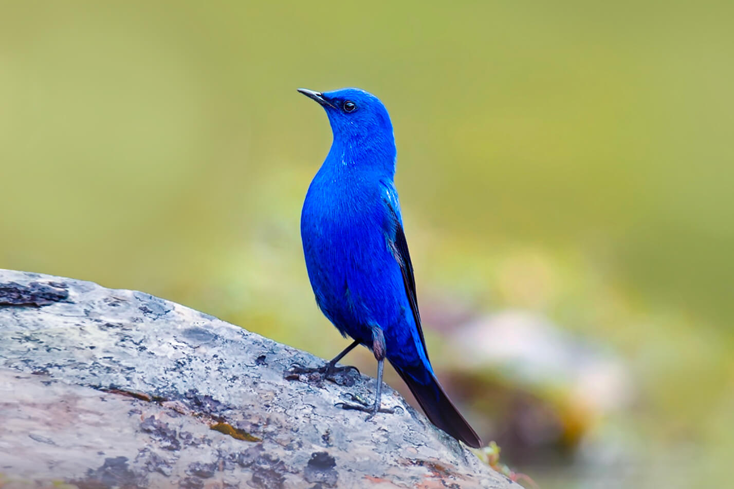 North Sikkim Bird Photography Trip. Himalayan Bird Photography