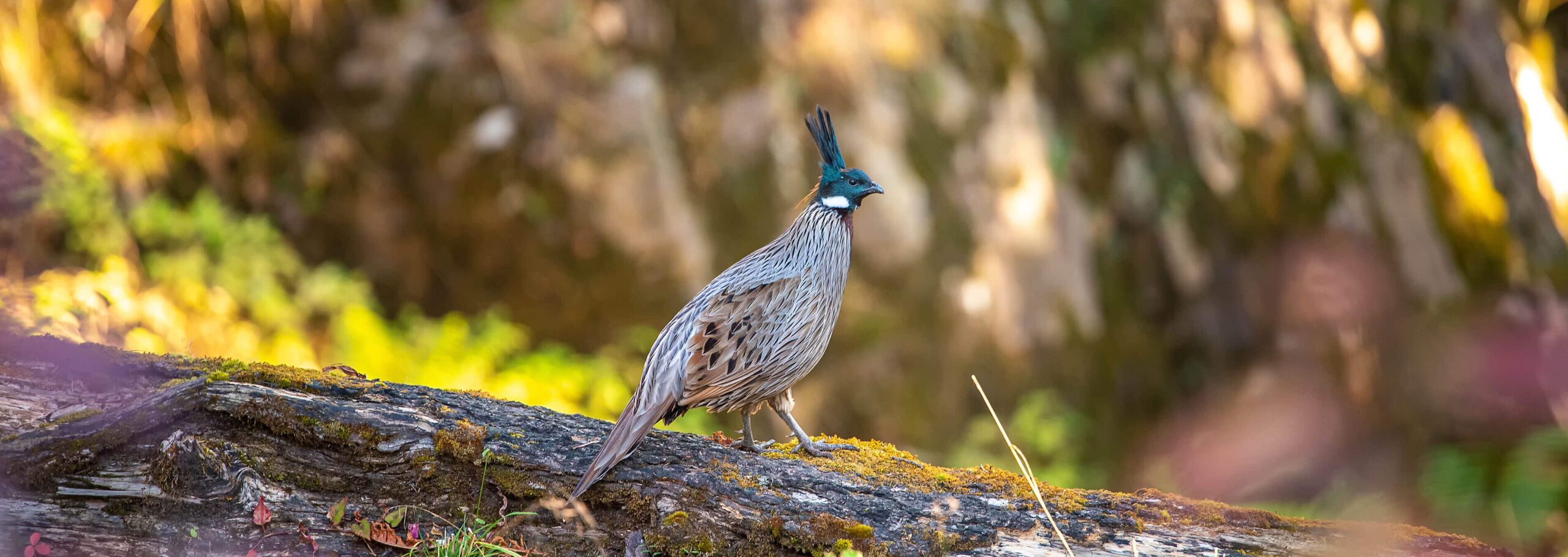 Sattal & Manila Bird Photography Trip