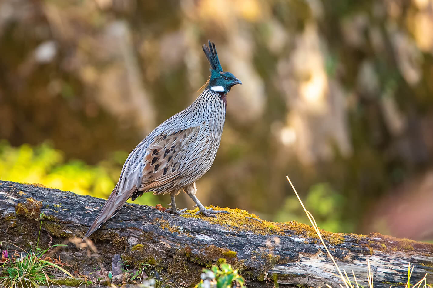 Sattal & Manila Bird Photography Trip