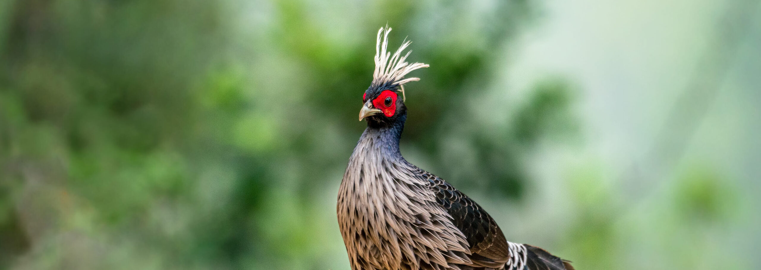 Sattal & Pangot Bird Photography Trip