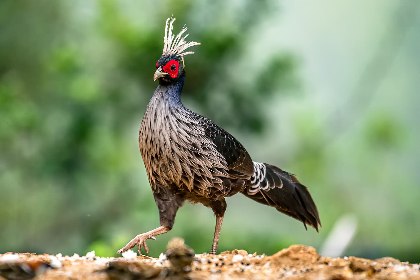 Sattal & Pangot Bird Photography Trip