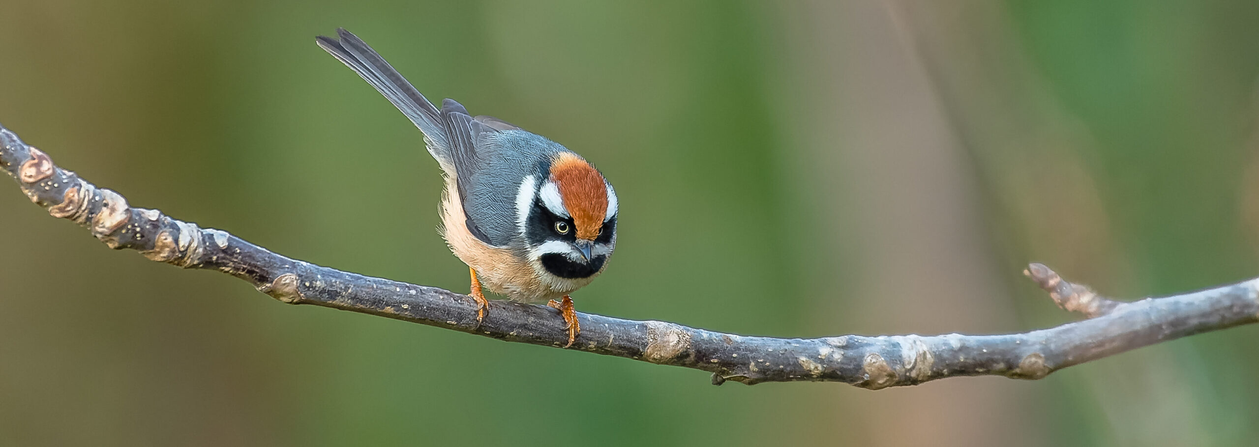 Sattal & Pangot Bird Photography Trip