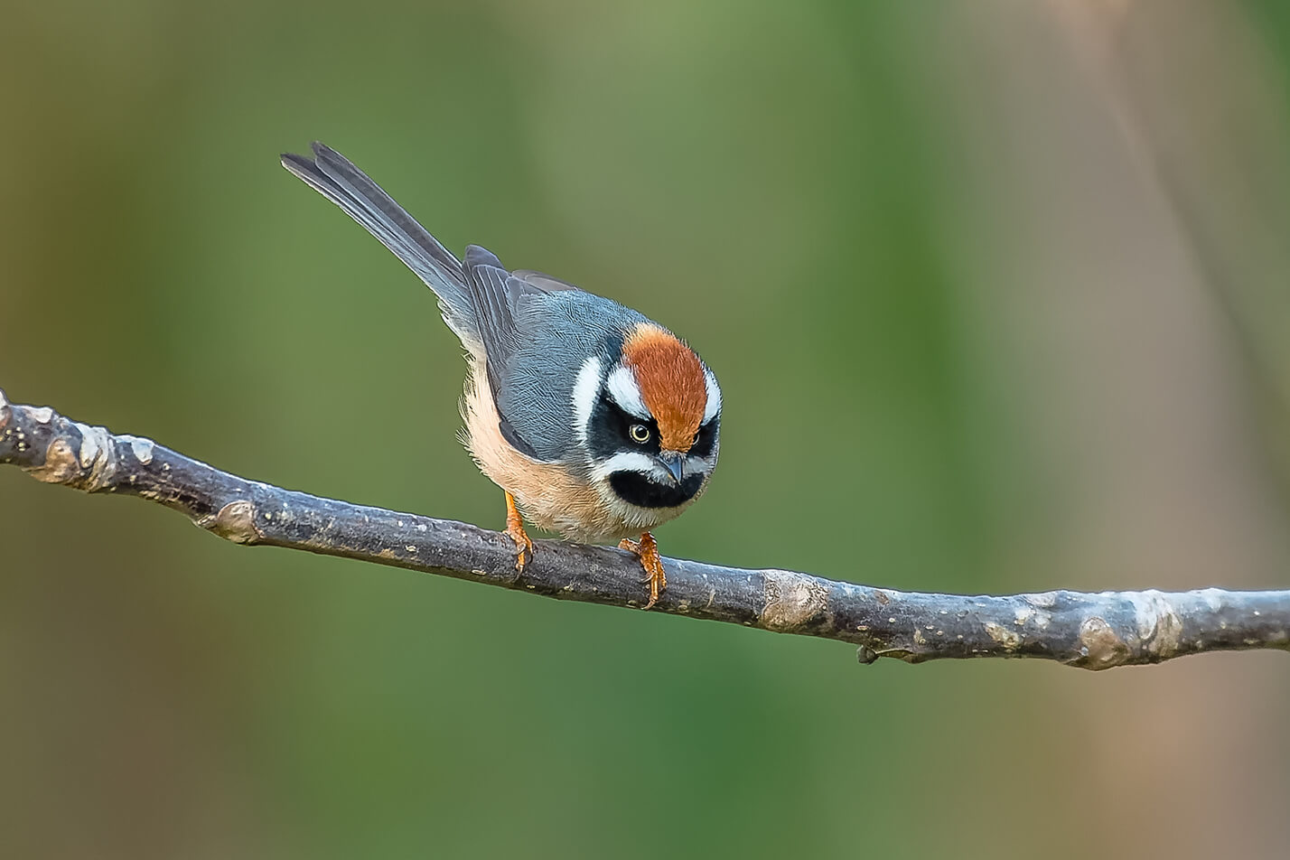 Sattal & Pangot Bird Photography Trip