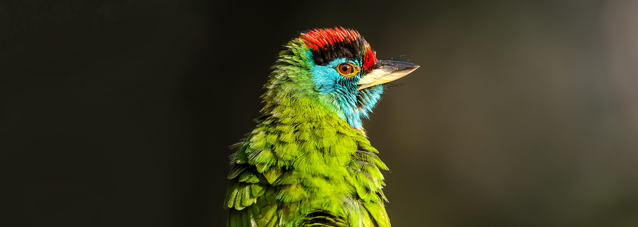 Sattal & Pangot Bird Photography Trip