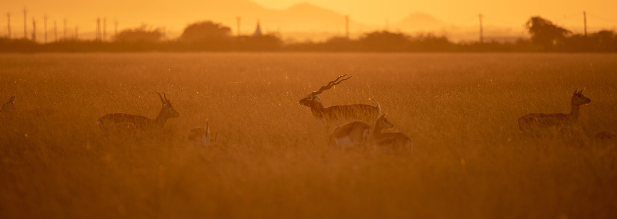 Tal Chhapar Bird photography Trip