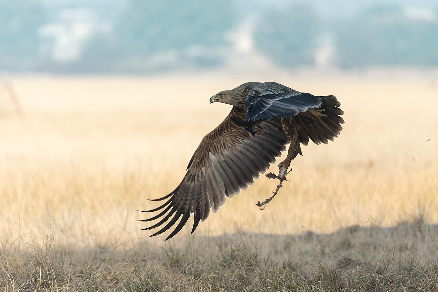 Talchhapar Birding Safari & Photography