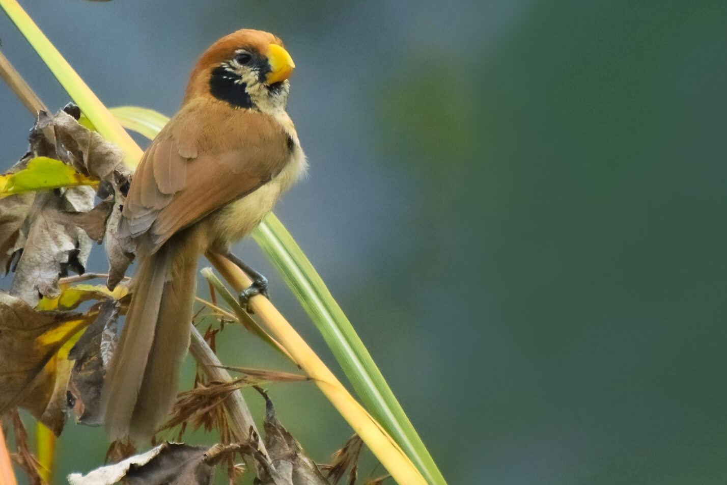 Walong, Arunachal Pradesh Bird Photography trip. Himalayan Bird Photography