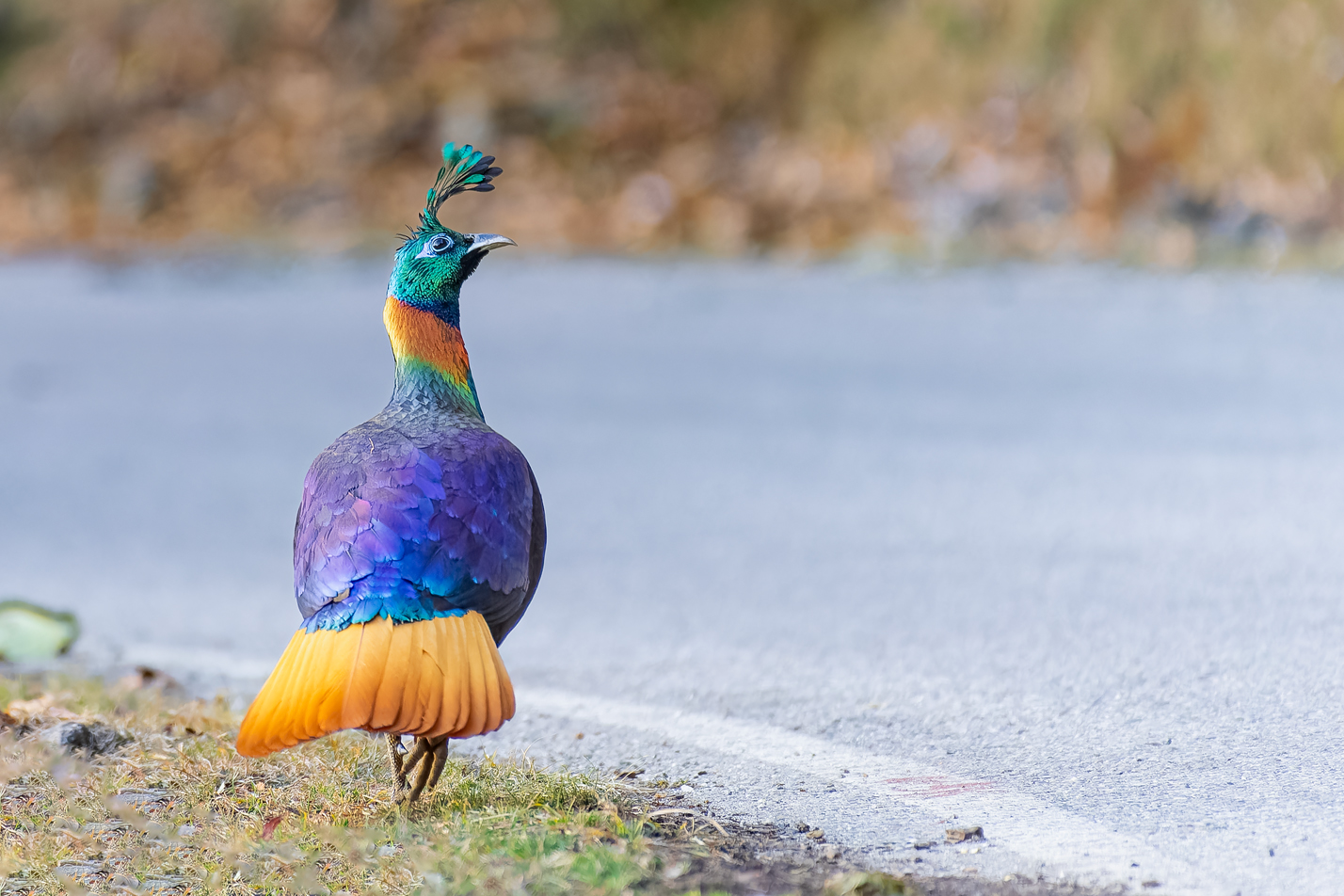 Chopta, Monal, male, Bird, photography, Uttarakhand