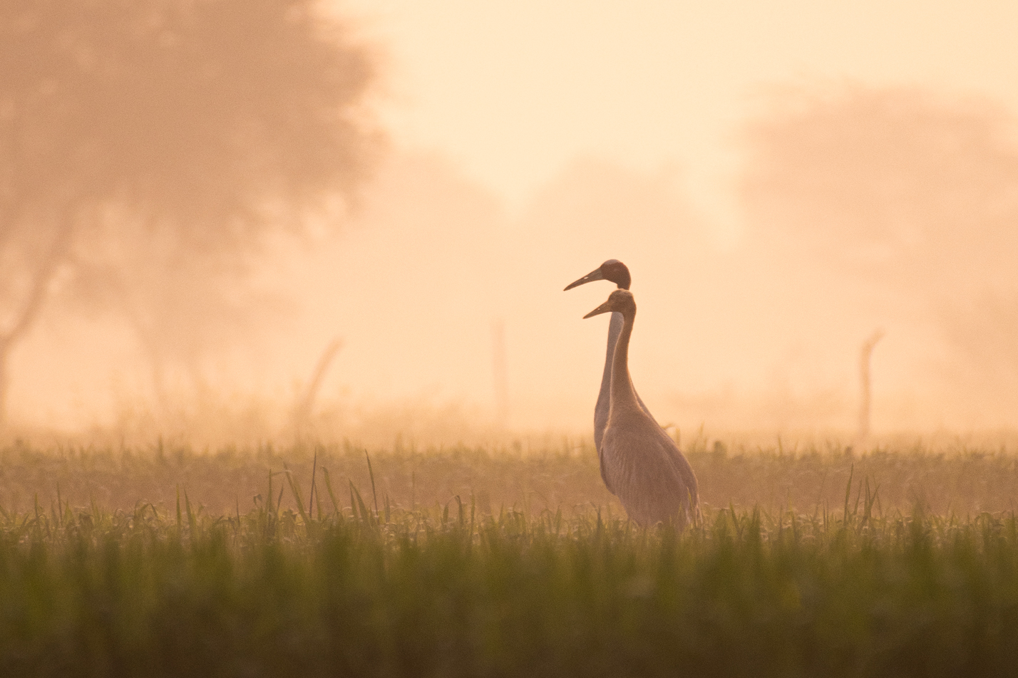 Bharatpur & Chambal Bird Photography trips. Birding