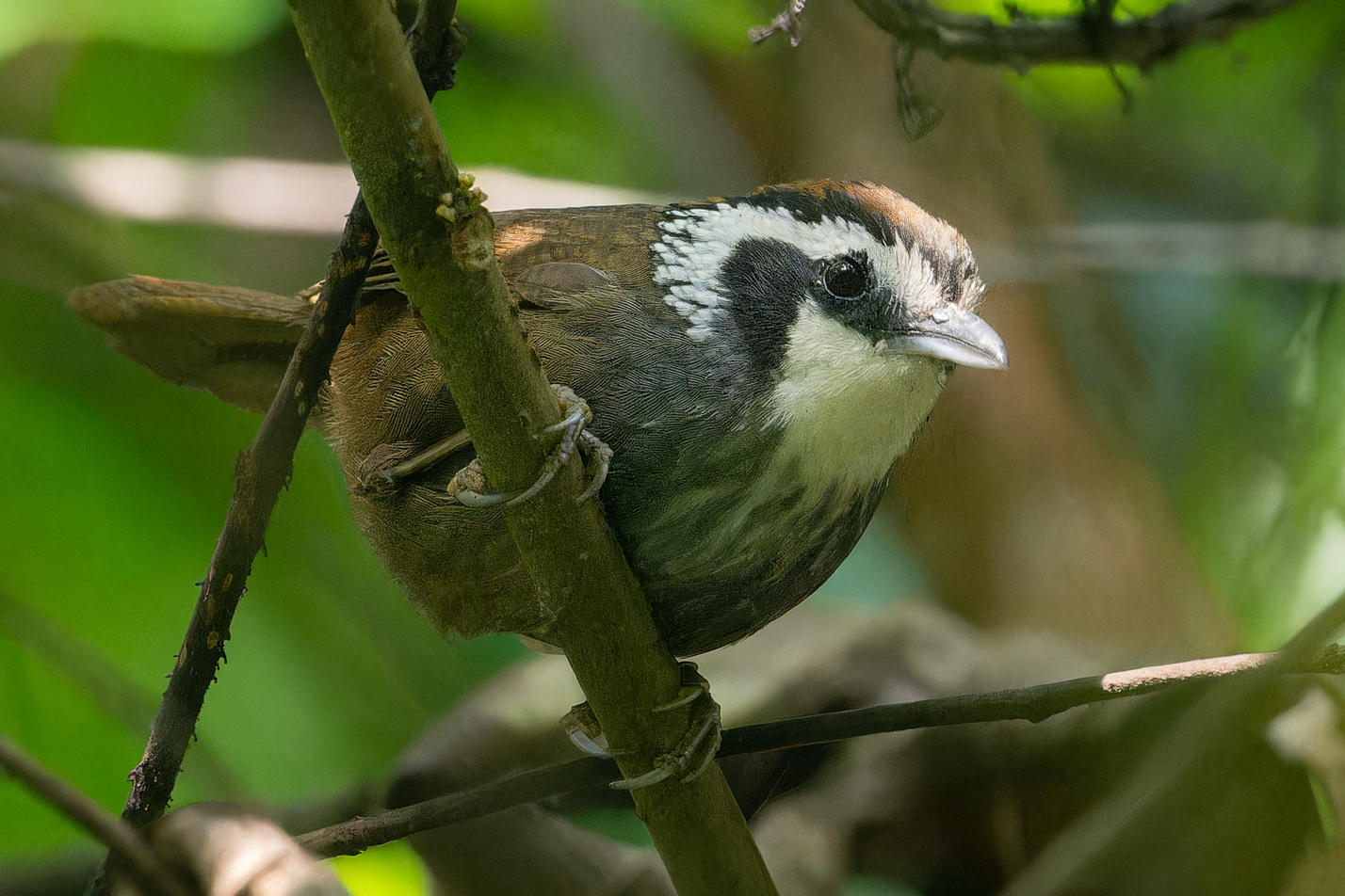 Namdapha, Snowy-throated Babbler, Babbler, Bird, Photography, Arunachal Pradesh