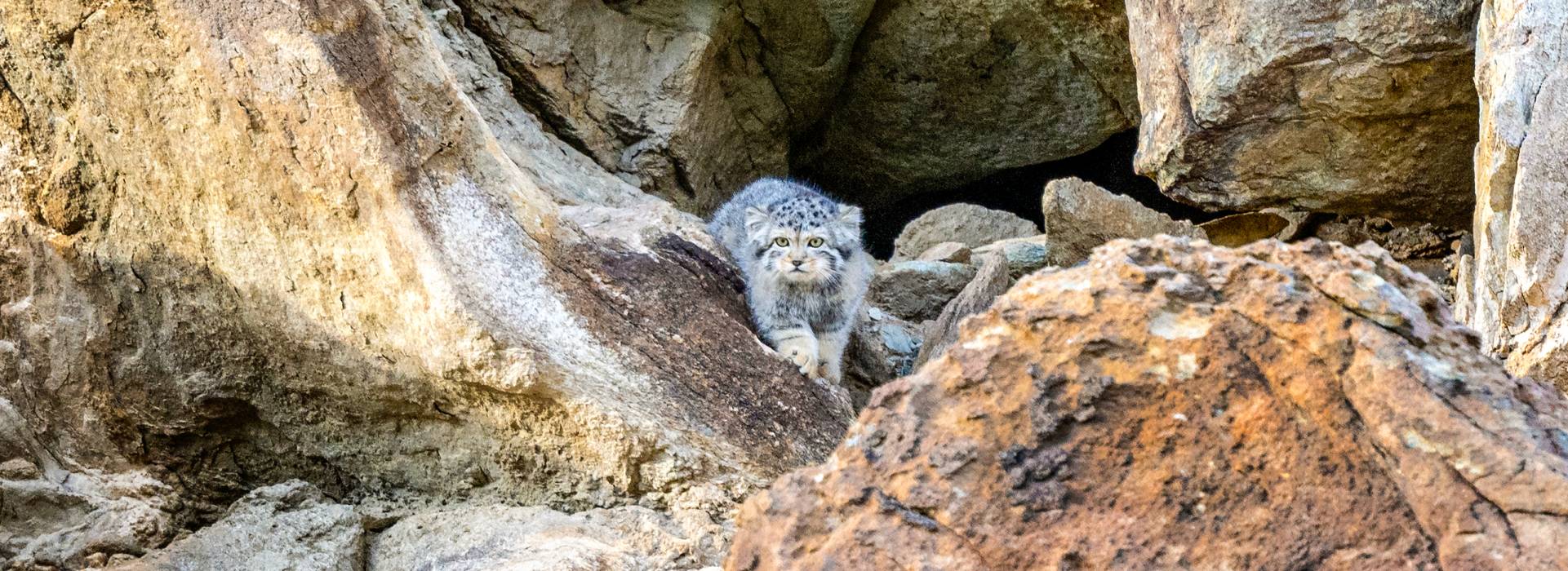 Ladakh Bird Photography Trip