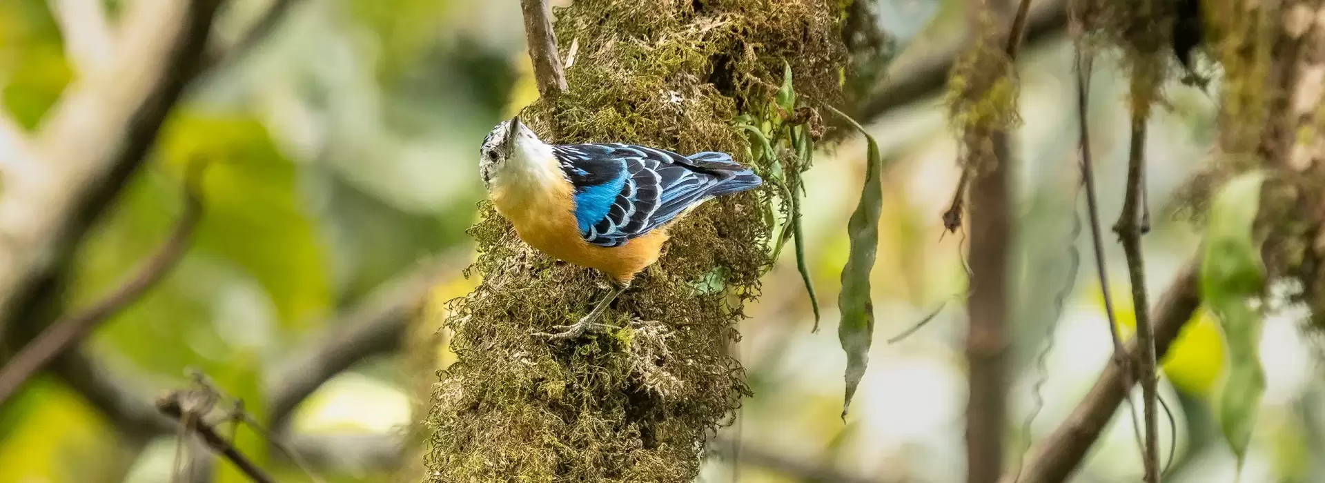 North Sikkim Bird Photography Trip