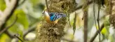 Arunachal Pradesh Bird Photography Trip. Mishmi Hills, Lower Diang, Walong, 65Km, Mayodiya, 12 Golai