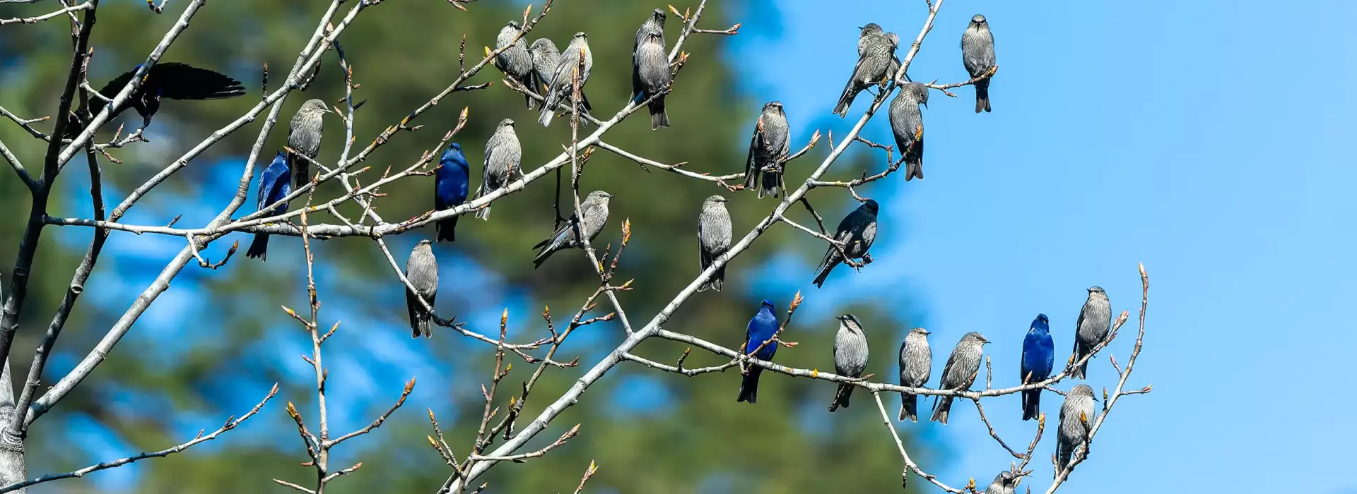 North Sikkim Bird Photography Trip