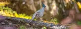 Uttarakhand Bird Photography Trip to Sattal, Pangot, Manila, Mandal, Chopta, Munsiyari, Makku Farm, Tungnath